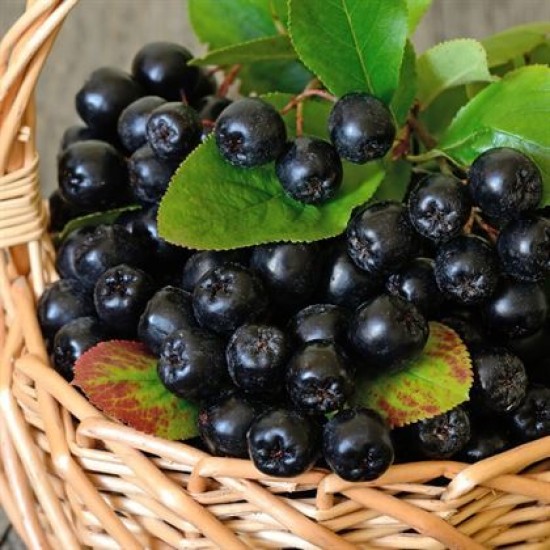 Rus Yaban Mersini Nero Aronya Fidanı