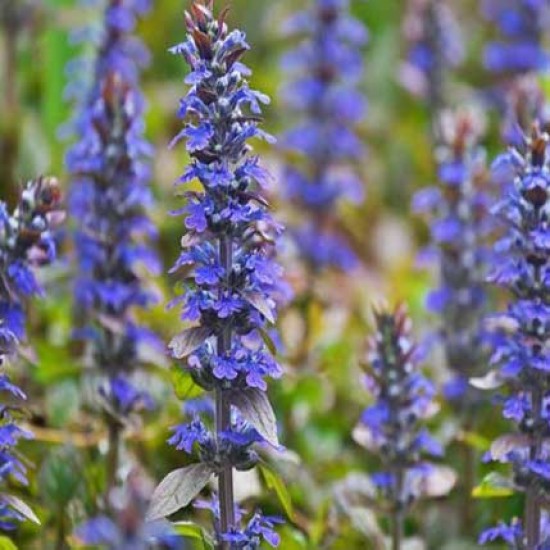 Ajuga | Mayasıl Otu