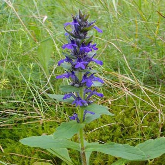 Ajuga | Mayasıl Otu