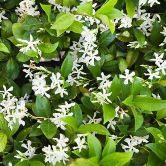 Arap Madagaskar Yasemini Jasminum Sambac
