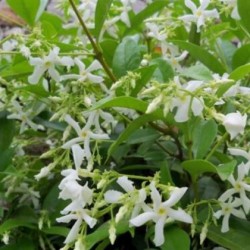 Arap Madagaskar Yasemini Jasminum Sambac