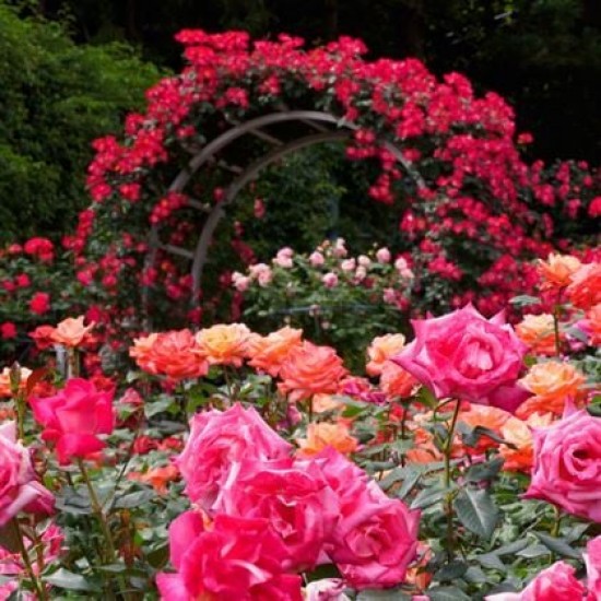 Çardak Sarmaşık Gül Fidanları Yediverendir