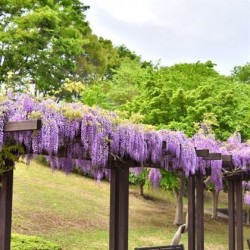 Mor Salkım Fidanı Çok Kokuludur Wisteria
