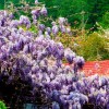 Mor Salkım Fidanı Çok Kokuludur Wisteria