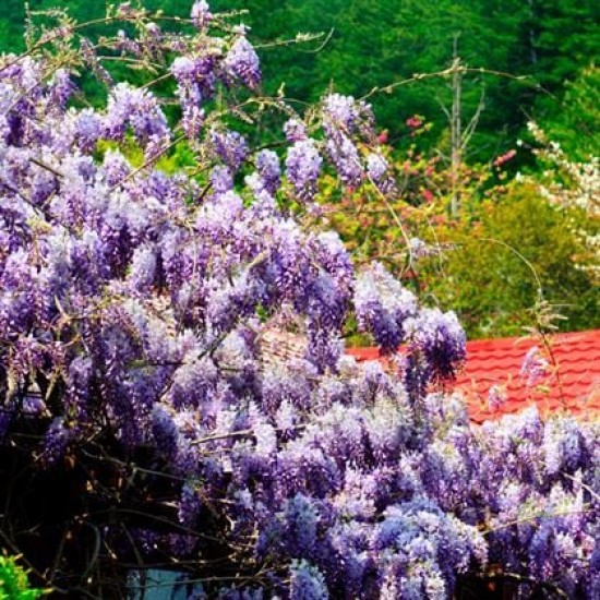 Mor Salkım Fidanı Çok Kokuludur Wisteria