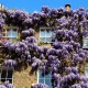Mor Salkım Fidanı Çok Kokuludur Wisteria