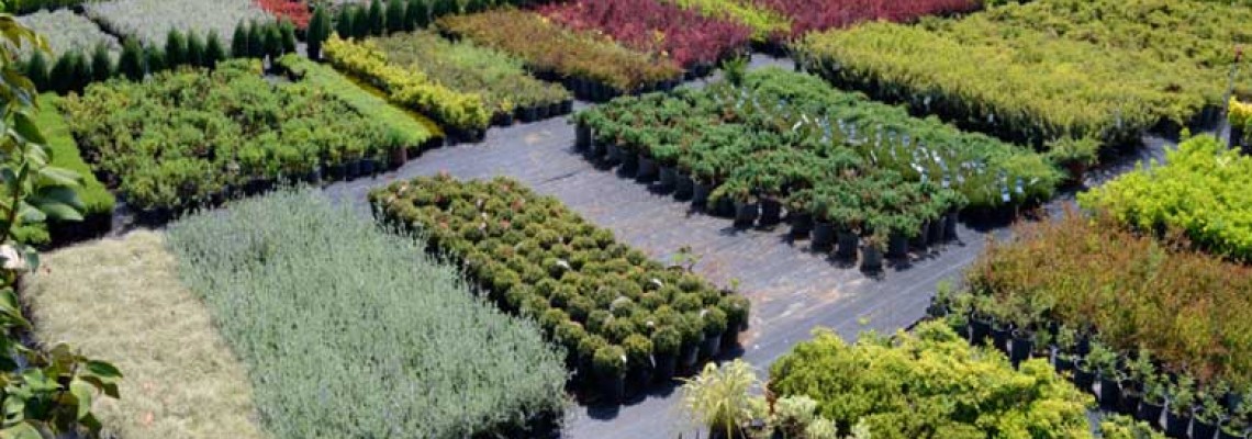 Fidanlık - Yerli ve İthal Süs Bitkileri