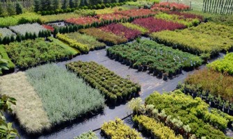 Fidanlık - Yerli ve İthal Süs Bitkileri